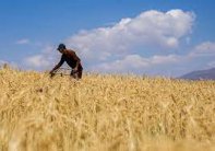 سطح کشت قراردادی گندم در کشور به ۷۰۰ هزار هکتار رسید